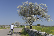 Italy-Puglia-Apulia Cycling Tour